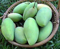 Sala mango sample